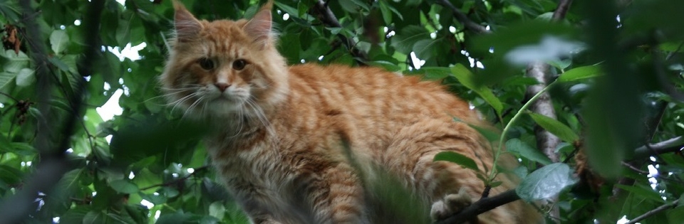 Питомник кошек породы Мейн Кун "АDELICACOON"